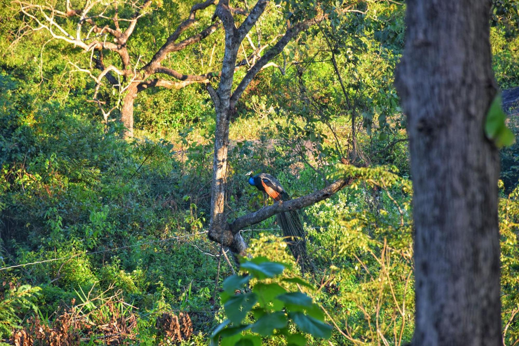 Sigiri Saat Cabana Sigiriya Buitenkant foto