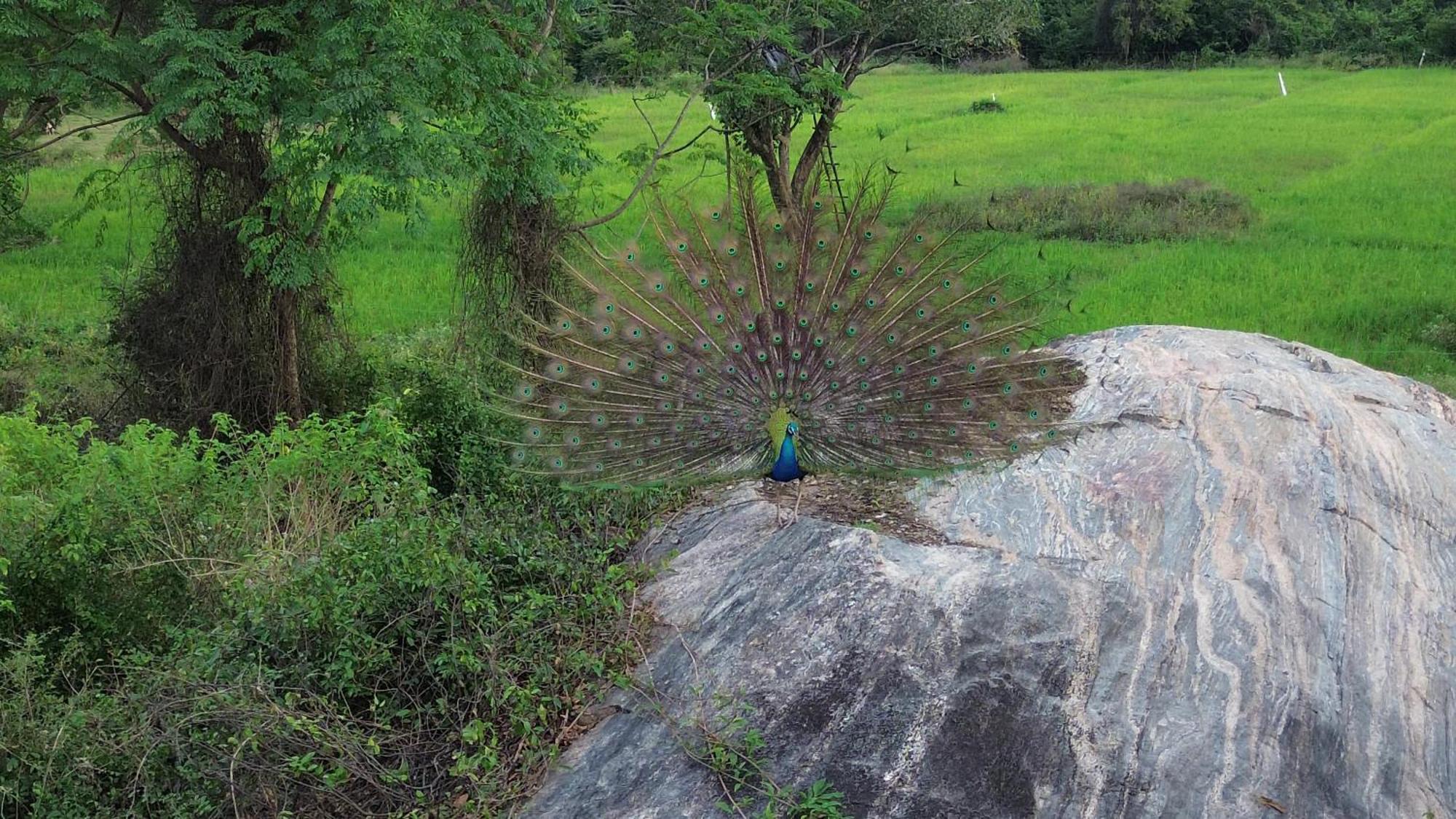 Sigiri Saat Cabana Sigiriya Buitenkant foto