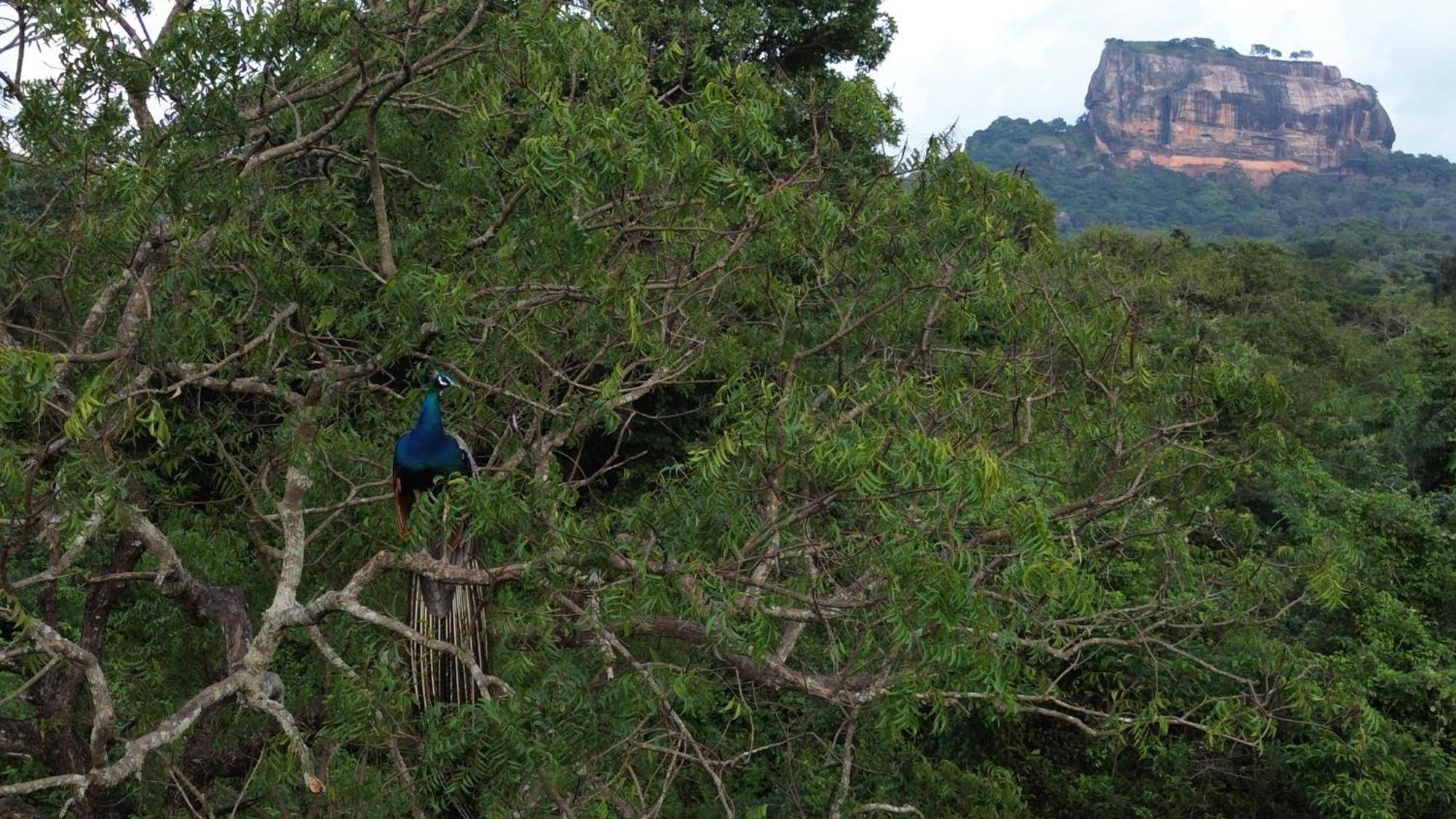 Sigiri Saat Cabana Sigiriya Buitenkant foto