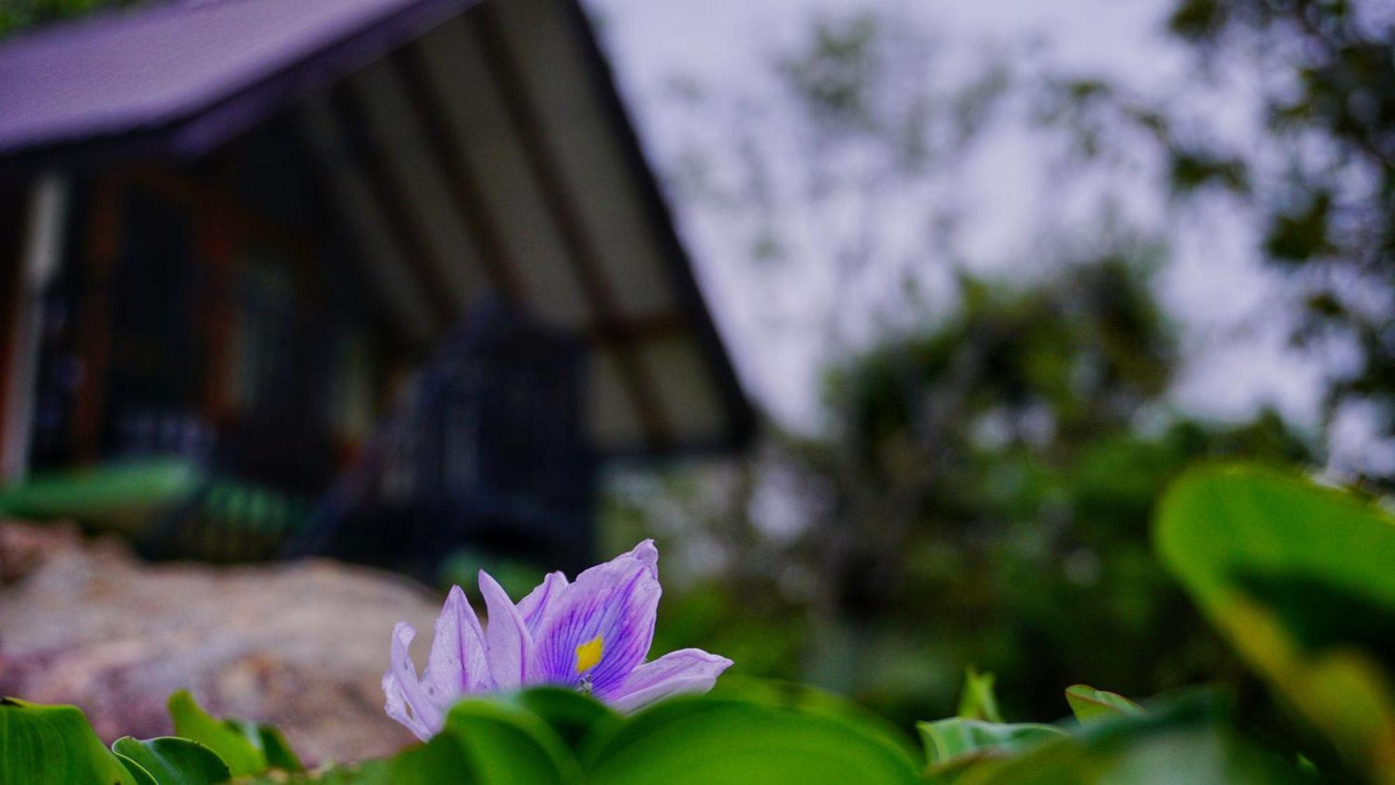 Sigiri Saat Cabana Sigiriya Buitenkant foto